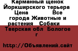 Карманный щенок Йоркширского терьера › Цена ­ 30 000 - Все города Животные и растения » Собаки   . Тверская обл.,Бологое г.